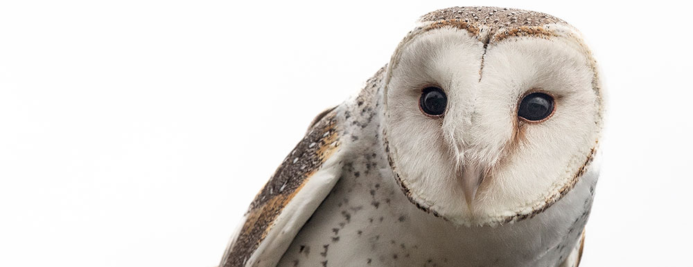 Wingspan Behind-the-Scenes Experiences: Barn Owl