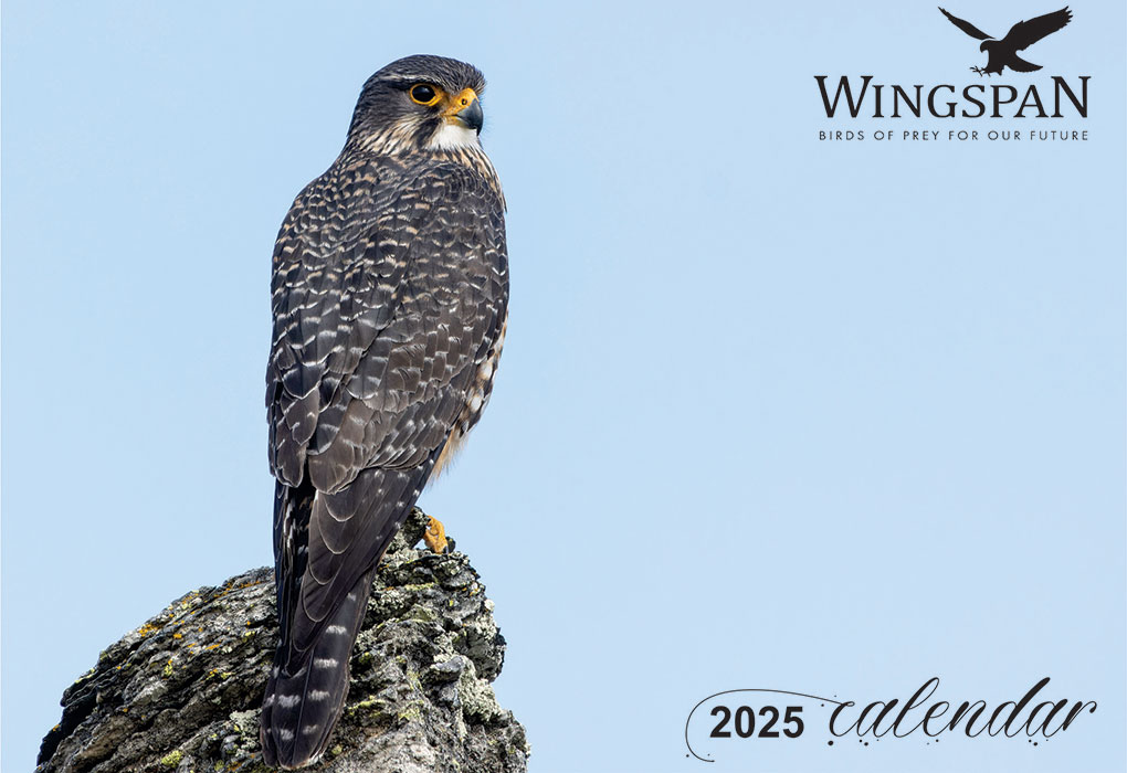 Wingspan 2025 Birds of Prey Calendar