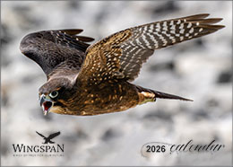 NZ bird of prey calendar 2026 cover