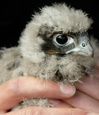 Falcon on falconers glove
