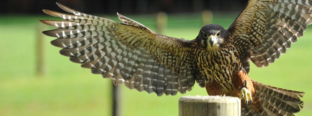 NZ Birds of Prey, NZ Falcon, Harrier