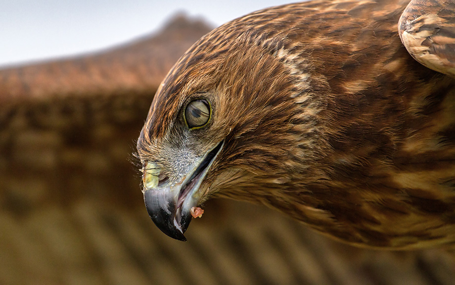 Hawk canvas print