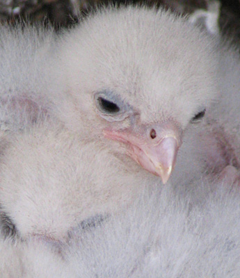 NZ falcon sponsorship