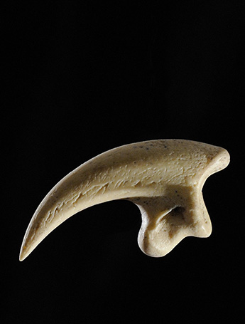 Fossil replica extinct New Zealand Eagle