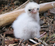 falcon chick