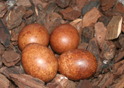 NZ Falcon eggs