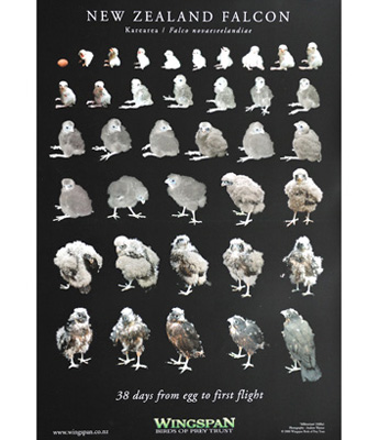 falcon growth poster