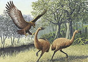 Extinct Haast's Eagle