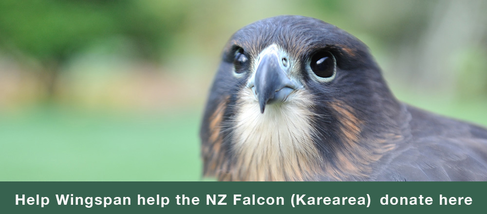 Wingspan National Bird Of Prey Centre Rotorua New Zealand