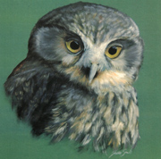 Morepork owl gift cards