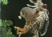 Morepork owl