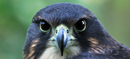 NZ Falcon Bird of Prey