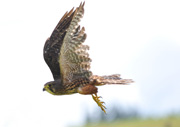 Wingspan NZ Falcon