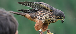 Experience Wingspan Flight of The Falcon