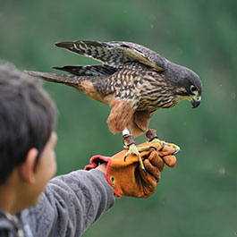 Experience Wingspan Flight of The Falcon